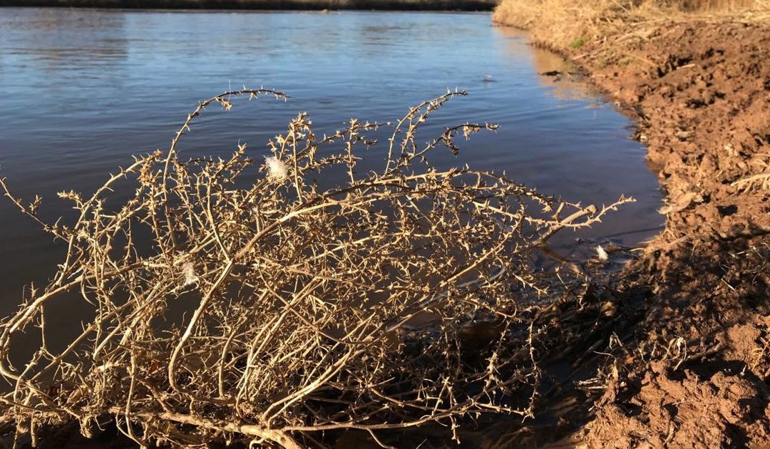 New Mexico farmers brace for meager water allocations | Local News | santafenewmexican.com