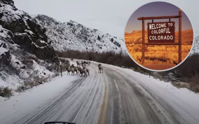 Winter Truck Driving in Colorado Loaded With Nope